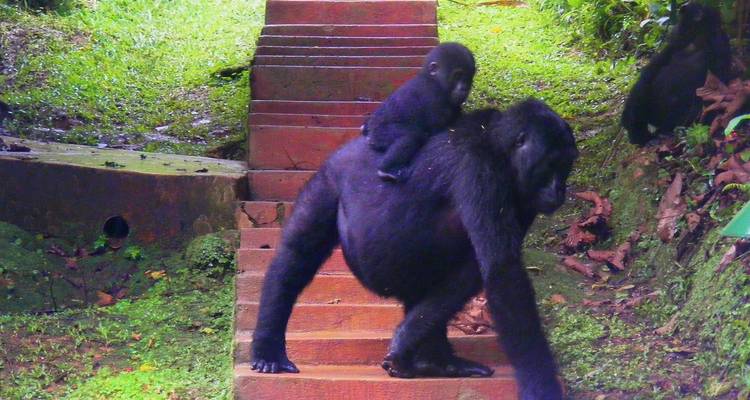 Safari privé en Ouganda - 10 jours Primates, culture et faune - T.S TOURS 1