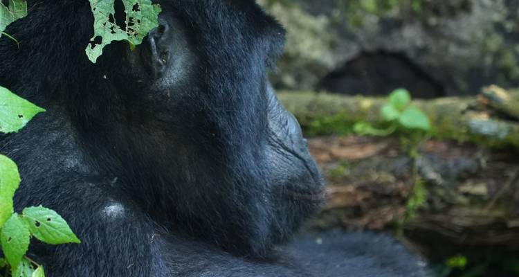 Safari privé en Ouganda - 10 jours Primates, culture et faune - T.S TOURS 4