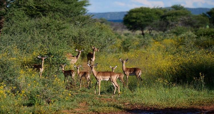 Kenya & Tanzania Highlights - Comfort Safari - Professional Safari Africa 2
