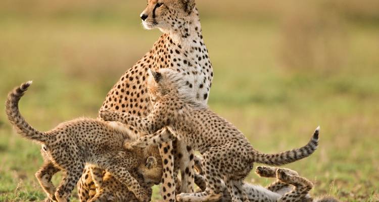 Aventura de lujo: Lo Mejor de Kenia y Tanzania - Professional Safari Africa 3