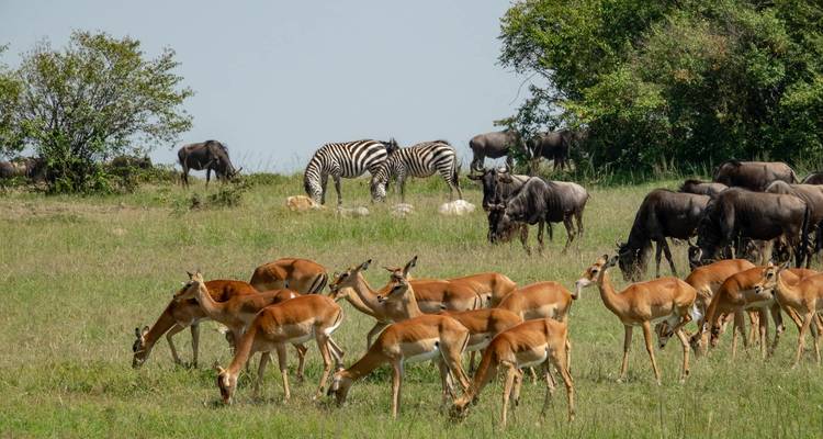 Aventura de lujo: Lo Mejor de Kenia y Tanzania - Professional Safari Africa 4