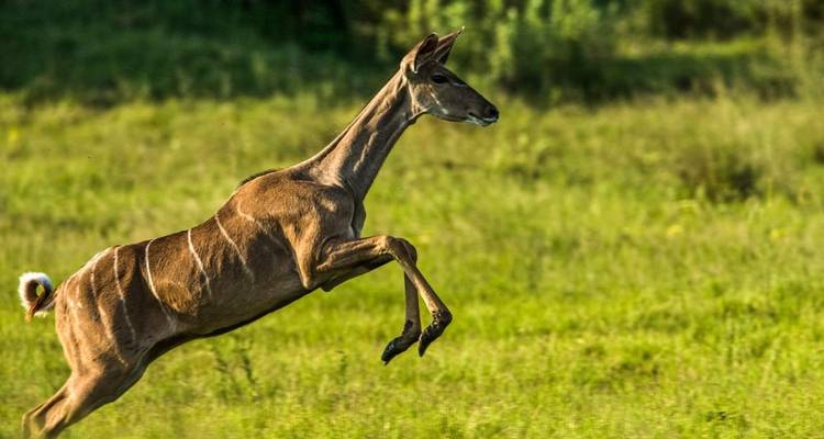 Aventura de lujo: Lo Mejor de Kenia y Tanzania - Professional Safari Africa 7
