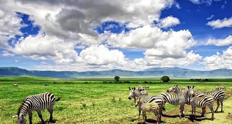 Des zèbres qui broutent dans un champ vert luxuriant avec des montagnes et des nuages en arrière-plan.