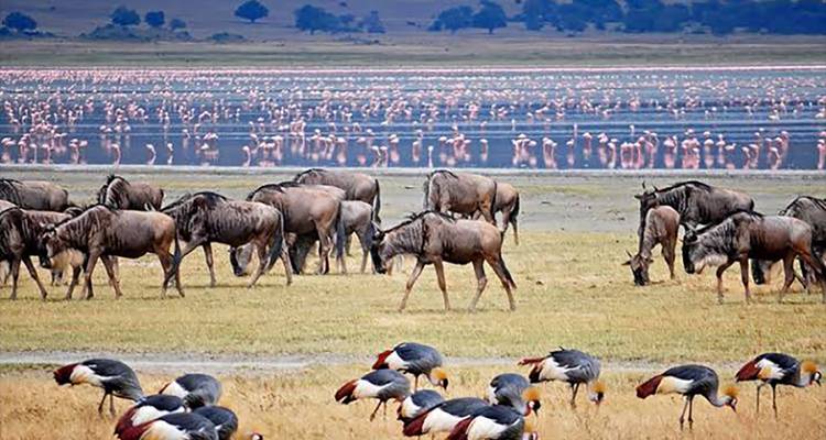 Gnous et oiseaux exotiques près d'un lac avec des flamants roses en arrière-plan.