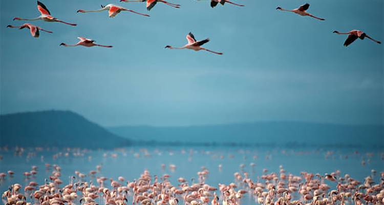 Un grand groupe de flamants roses volant au-dessus d'un lac.