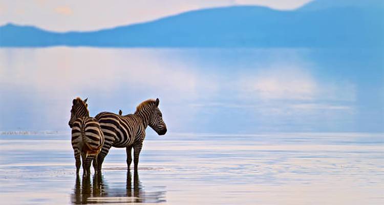 Des zèbres debout dans une eau peu profonde avec des montagnes en arrière-plan.