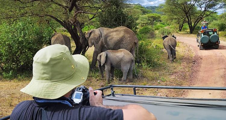 Éléphants près d'un véhicule de safari, avec un photographe qui prend des photos.