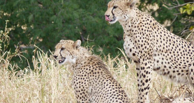 Expedición de 6 días a Tanzania: Experiencia Inolvidable - Lights on Africa Destinations & Safaris 2