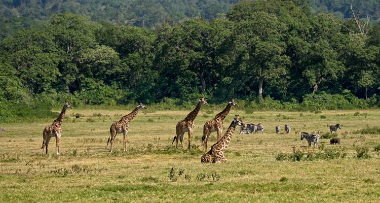 Tanzania Wildlife Expedition & Zanzibar Beach Excursion - Serengeti Access Safaris 6