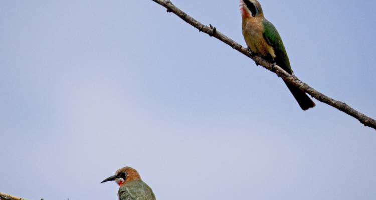 Tanzania Wildlife Expedition & Zanzibar Beach Excursion - Serengeti Access Safaris 7
