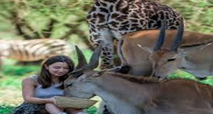 Femme nourrissant des girafes et des antilopes dans une clairière de forêt.