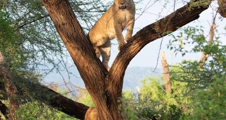 Safari en Serengeti, Ngorongoro, Tarangire (con cascadas de Materuni, excursión al café) - 6 Días - Lights on Africa Destinations & Safaris 1