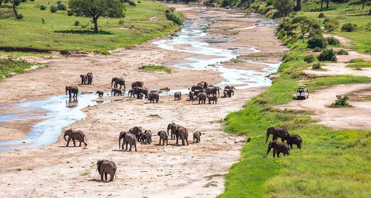Safari en Serengeti, Ngorongoro, Tarangire (con cascadas de Materuni, excursión al café) - 6 Días - Lights on Africa Destinations & Safaris 9