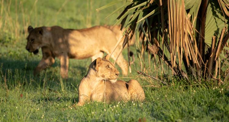 África Incomparable: Viaje privado de Ciudad del Cabo a las cataratas Victoria, safari a Chobe y Johannesburgo - T.S TOURS 7