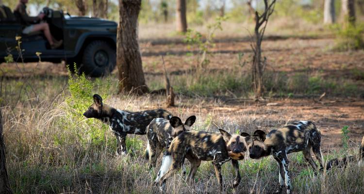 África Incomparable: Viaje privado de Ciudad del Cabo a las cataratas Victoria, safari a Chobe y Johannesburgo - T.S TOURS 10