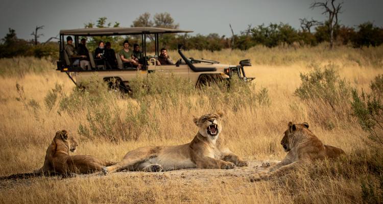 Safaritafereel met leeuw die rusten en toeristen in een voertuig.