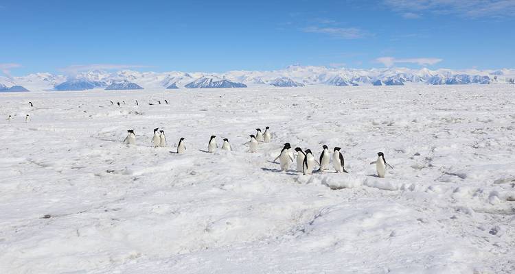 La mer de Ross en Antarctique : Glace et faune majestueuses 2026 - 24 Jours - Scenic Luxury Cruises & Tours 1