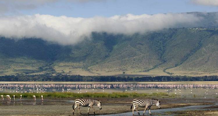 Zebra's and flamingo's bij een waterlichaam in een schilderachtig landschap met bergen.