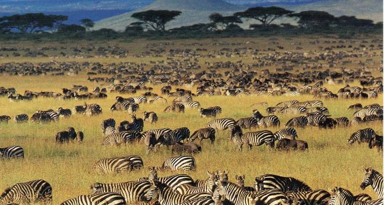 Een grote groep zebra's die graast in een uitgestrekt savannalandschap.