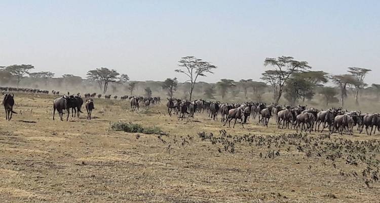 Een rij gnoes die migreert door een droog savannelandschap.