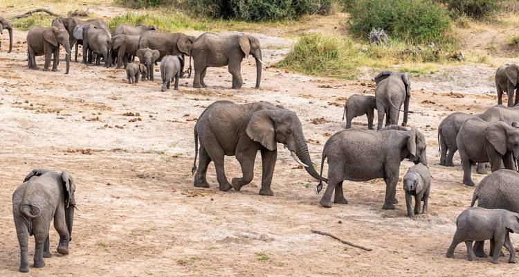 Een kudde olifanten die langs een droge rivier­bedding loopt.