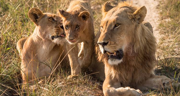 Een troep leeuwen rustend in het gras.