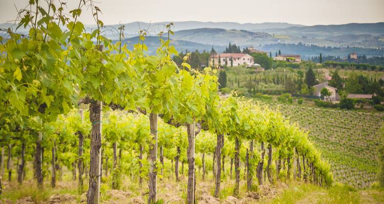 Tuscany guided-Ebiketour | Italy: Highlights of southern Tuscany & Elba | 8 days - Terranova Touristik 1