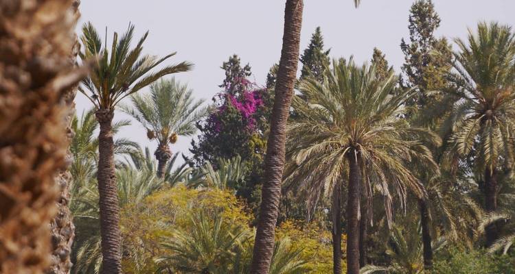Lush grove of slender palm trees accented by bright pink blossoms and varied greenery