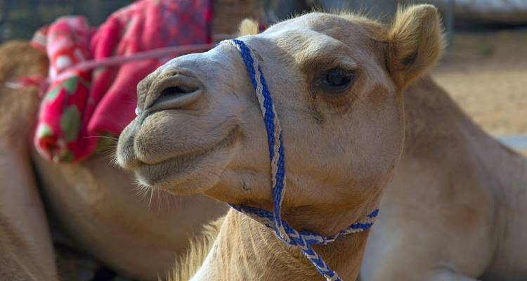 Senderismo felicidad en el techo de Arabia - DIAMIR Erlebnisreisen 8