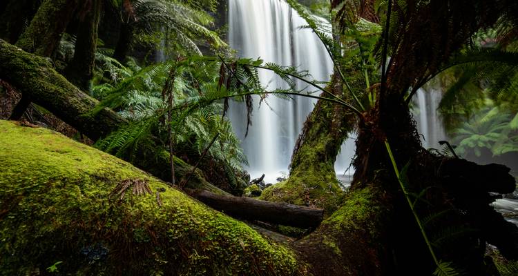 Iconos de las Tierras Salvajes de Tasmania (2025/2026, Mejores Compras) - AAT Kings 7