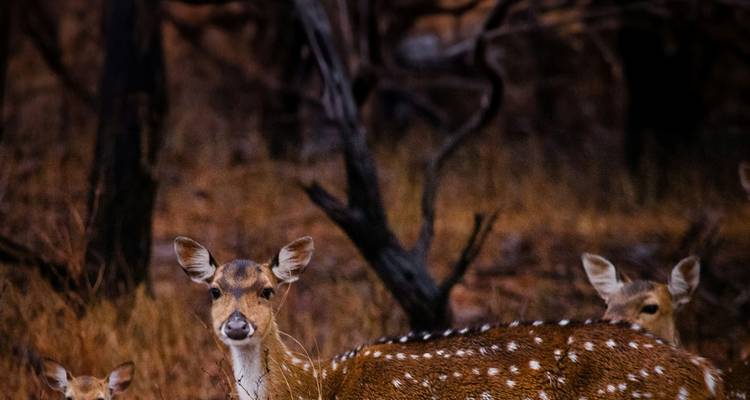 Ranthambore Wildlife & Golden Triangle Tour: 7 Days of Exploration - Edshil Tours  1