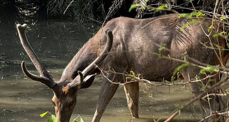 Ranthambore Wildlife & Golden Triangle Tour: 7 Days of Exploration - Edshil Tours  6