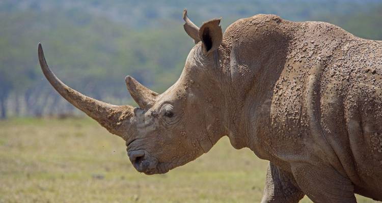 Rêves de safari dans le sud du Kenya - DIAMIR Erlebnisreisen 1