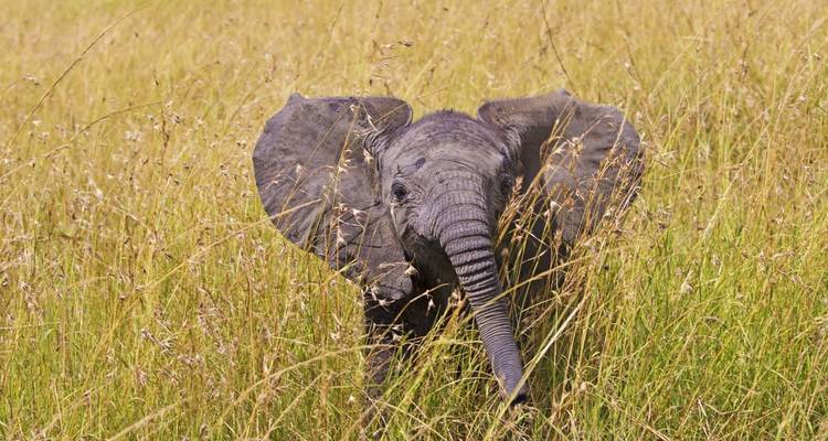 Rêves de safari dans le sud du Kenya - DIAMIR Erlebnisreisen 6
