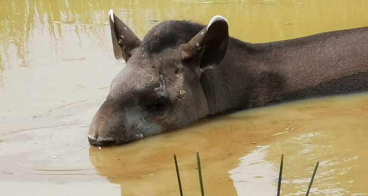 Aventure tout compris dans le nord du Pantanal pour apercevoir le jaguar - We Travel Discovery 6