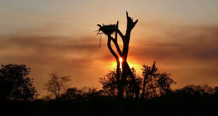 Aventure tout compris dans le nord du Pantanal pour apercevoir le jaguar - We Travel Discovery 8