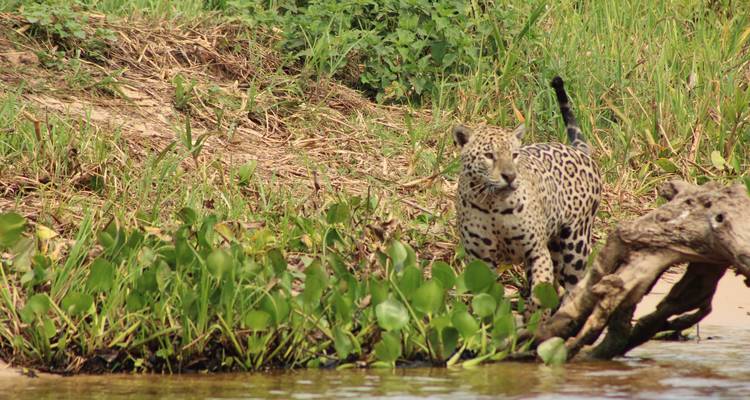 Aventure tout compris dans le nord du Pantanal pour apercevoir le jaguar - We Travel Discovery 3