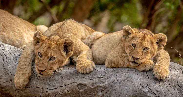 All around South Africa : du Cap au safari Kruger (13 destinations) - journaway DACH 4