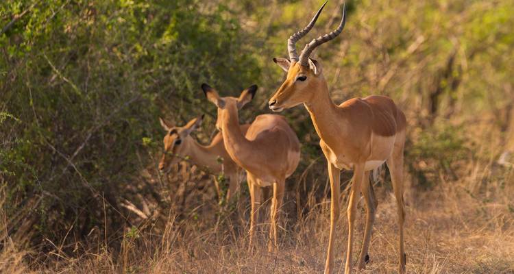 Impala in natural shrubland in broad daylight.