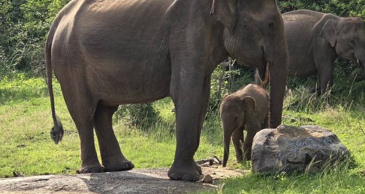 Grande découverte du Sri Lanka - Exotic Perla 2