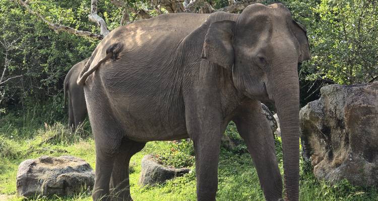 Sri Lanka en una instantánea - Exotic Perla 3