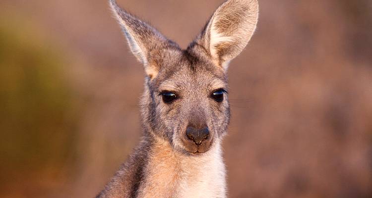Portrait rapproché d'un kangourou gris regardant vers l'appareil photo sur un fond de l'Outback légèrement flou.