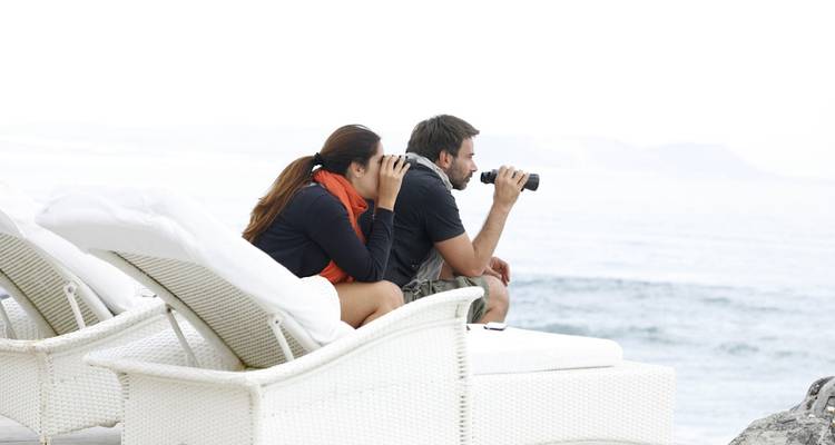 Observation des baleines et des pingouins et transfert privé exclusif - T.S TOURS 2