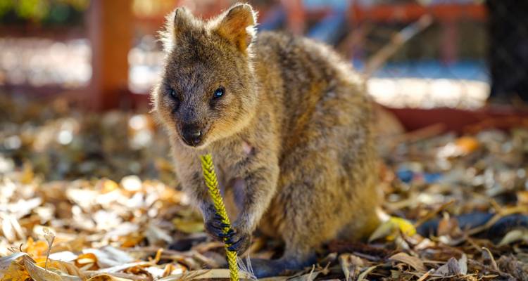 Perth and Fremantle City Tour (incl. Rottnest Island and Swan River Cruise) - WA NT TOURS 2