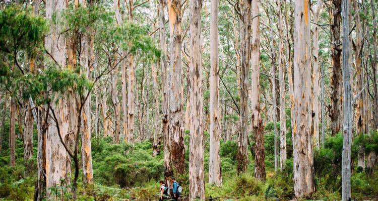 Excursión a Margaret River - WA NT TOURS 7
