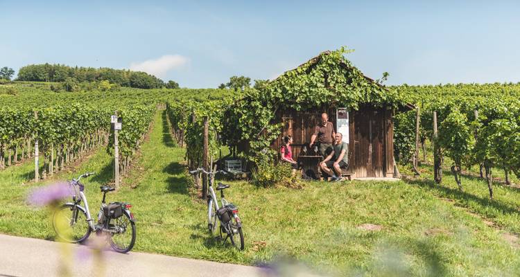 Drei Radfahrer entspannen sich in einer kleinen Holzhütte, die mit Reben bewachsen ist, inmitten eines sonnigen Weinbergs, wobei zwei E-Bikes in der Nähe geparkt sind.
