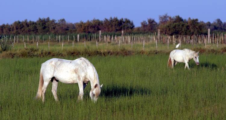 Circuito guiado en ebike por la Provenza | Francia: Un Mar de Colores | 8 días - Terranova Touristik 3