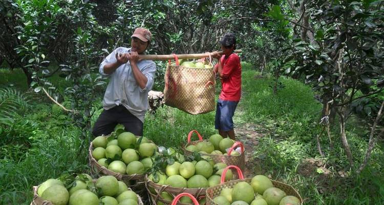 HCMC: Mercado Flotante de Cai Rang y Excursión Privada por el Delta del Mekong - Lavyla Tourist 7