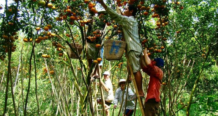 HCMC: Mercado Flotante de Cai Rang y Excursión Privada por el Delta del Mekong - Lavyla Tourist 8