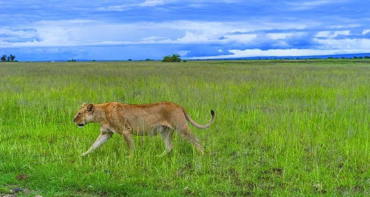 Aventura Safari en Kenia 5Días/4Noches (confort Plus ) - Across Africa Tours & Travel 2